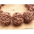 Bracelet mala en grosses Graines de Rudraksha Bracelet Mala tibétain BMPR
