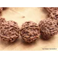 Bracelet tibétain Rudraksha grosses graines - Bracelets tibétains bouddhistes
