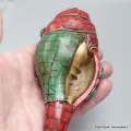 Conque tibétaine conch Om tibétain - Conque tibétaine