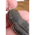 Pendentif argent Trilobite (pierre fossile) Pendentifs pierres naturelles CZ88.27