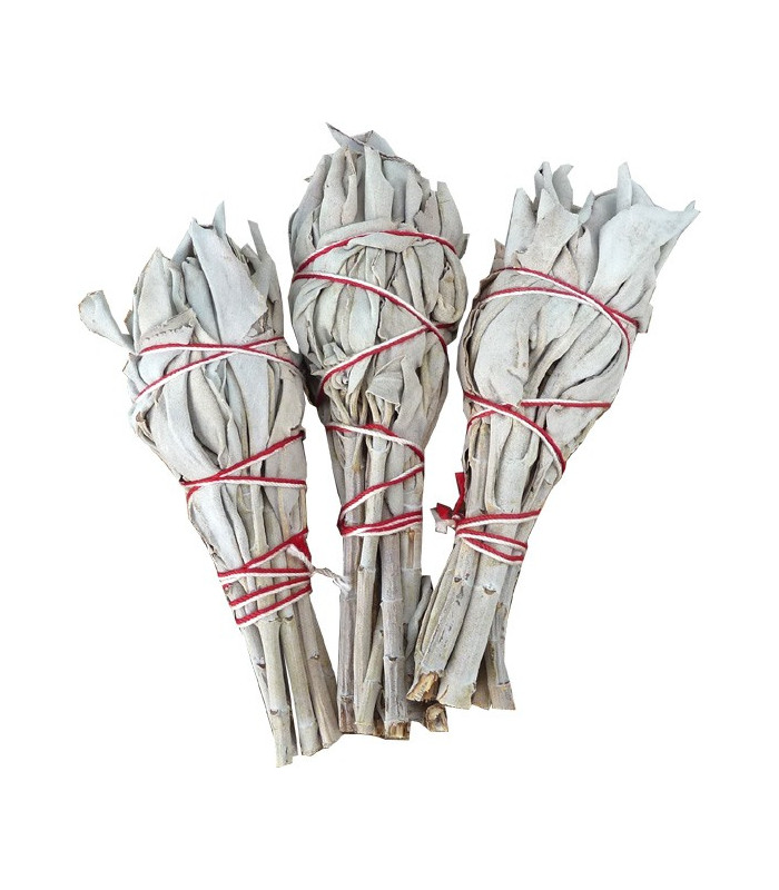 Sauge blanche de Californie 3 x 20 gr SAU3X20 Sauge blanche de Californie 3 x 20 gr SAU3X20