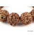 Bracelet mala en grosses Graines de Rudraksha Bracelet Mala tibétain BMPR