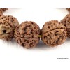 Bracelet mala en grosses Graines de Rudraksha Bracelet Mala tibétain BMPR