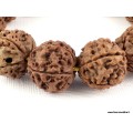 Bracelet mala en grosses Graines de Rudraksha Bracelet Mala tibétain BMPR