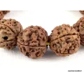 Bracelet tibétain Rudraksha grosses graines - Bracelets tibétains bouddhistes