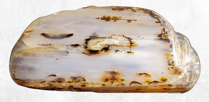limb casts d'agate du montana