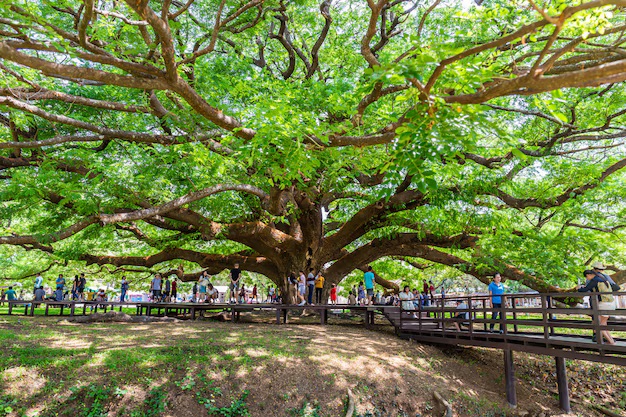 arbre de bodhi en Inde