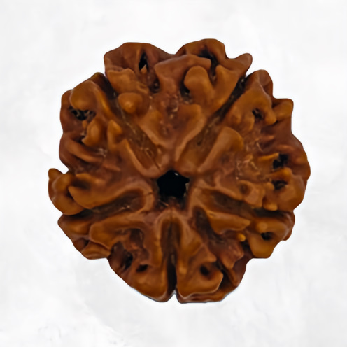 gros plan sur une graine de rudraksha à 5 mukhis