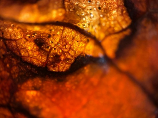 Gros plan sur une agate de feu, jeux de lumière orange et doré