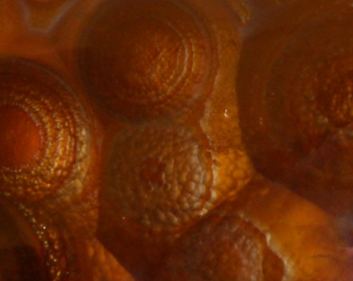 Gros plan sur une agate de feu de Calvillo, Mexique