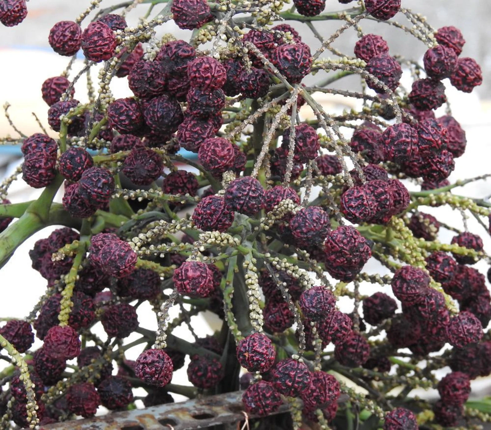 graines de rudrakshas sur arbre