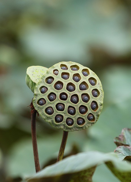 Cœur de fleur de lotus sacré avec ses semences, avant leur transformation en perles de mala