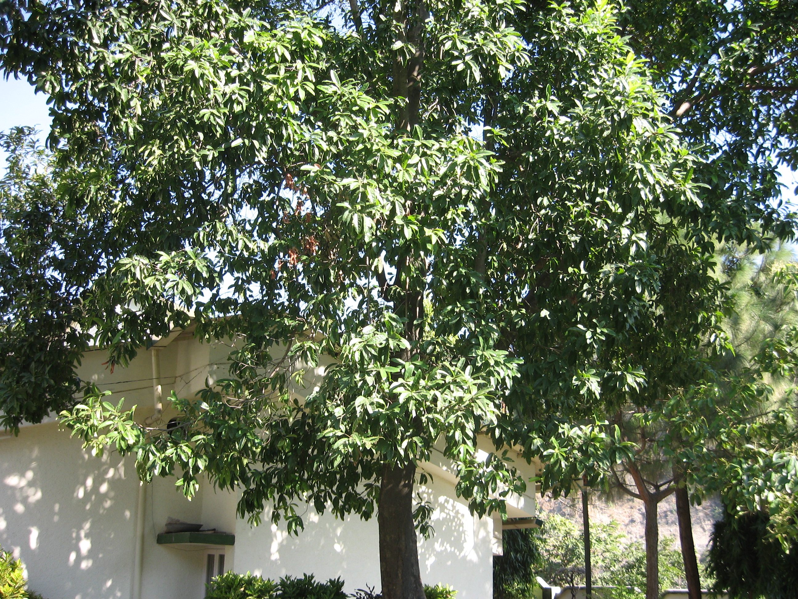 arbre de rudraksha en Inde