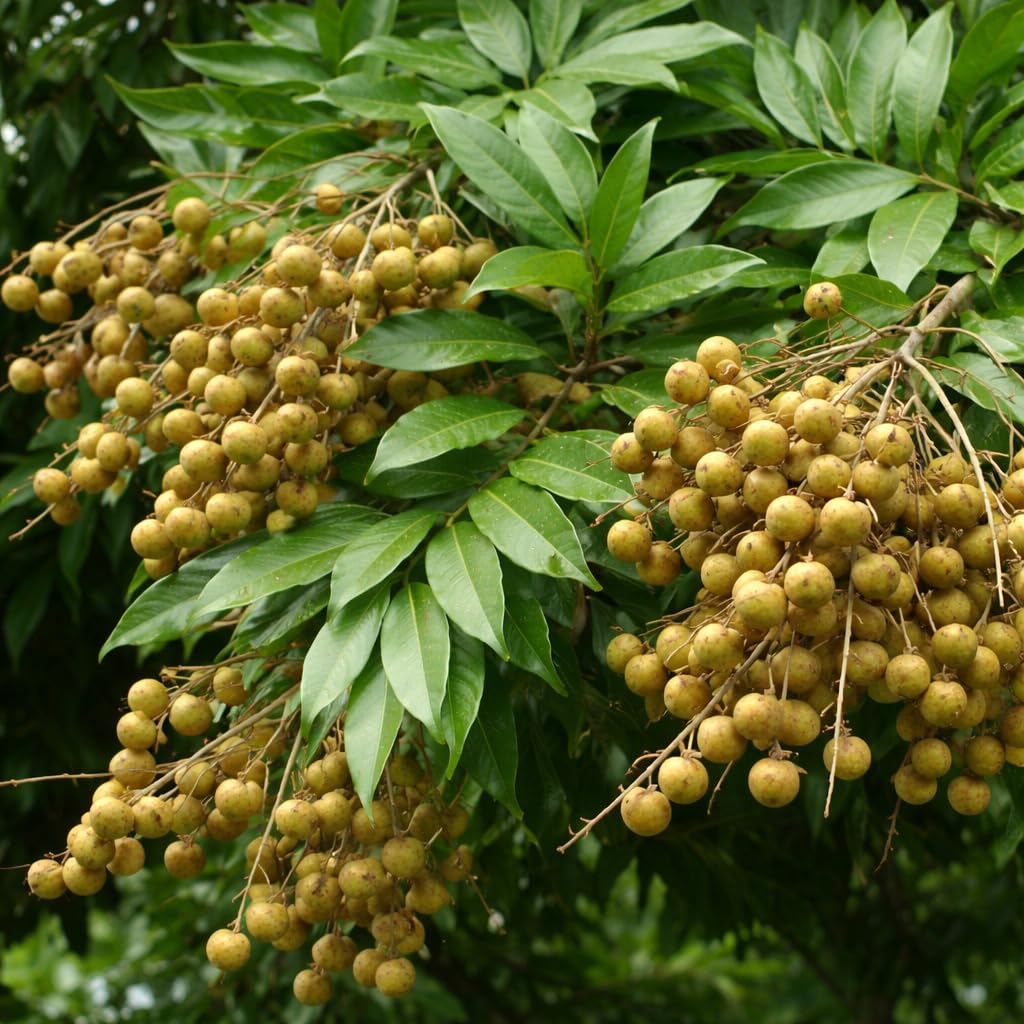 graines de rudrasksha sur arbre