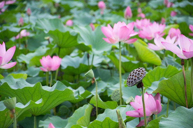 les lotus poussent dans la boue avant de devenirs graines