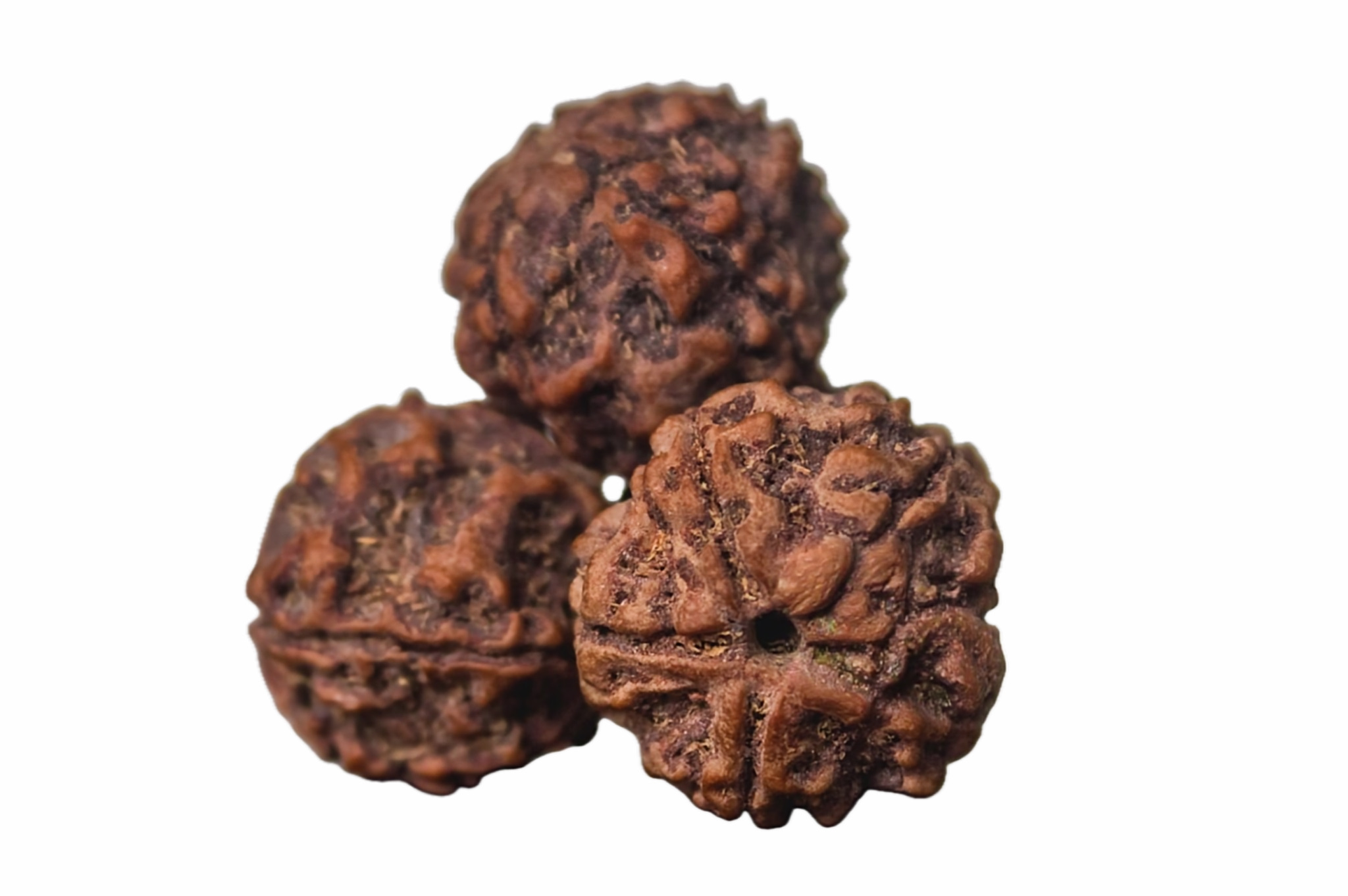 graine de rudraksha gros plan
