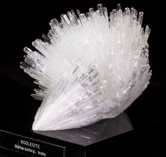 bienfaits-scolecite