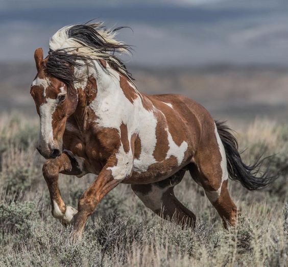 wild-horse-cheval-mustant