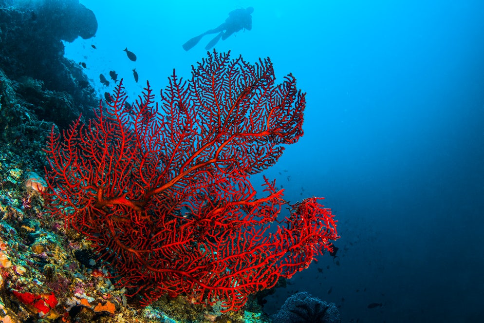 Bijoux-en-corail-rouge