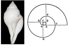 Symbole de la conque tibetaine